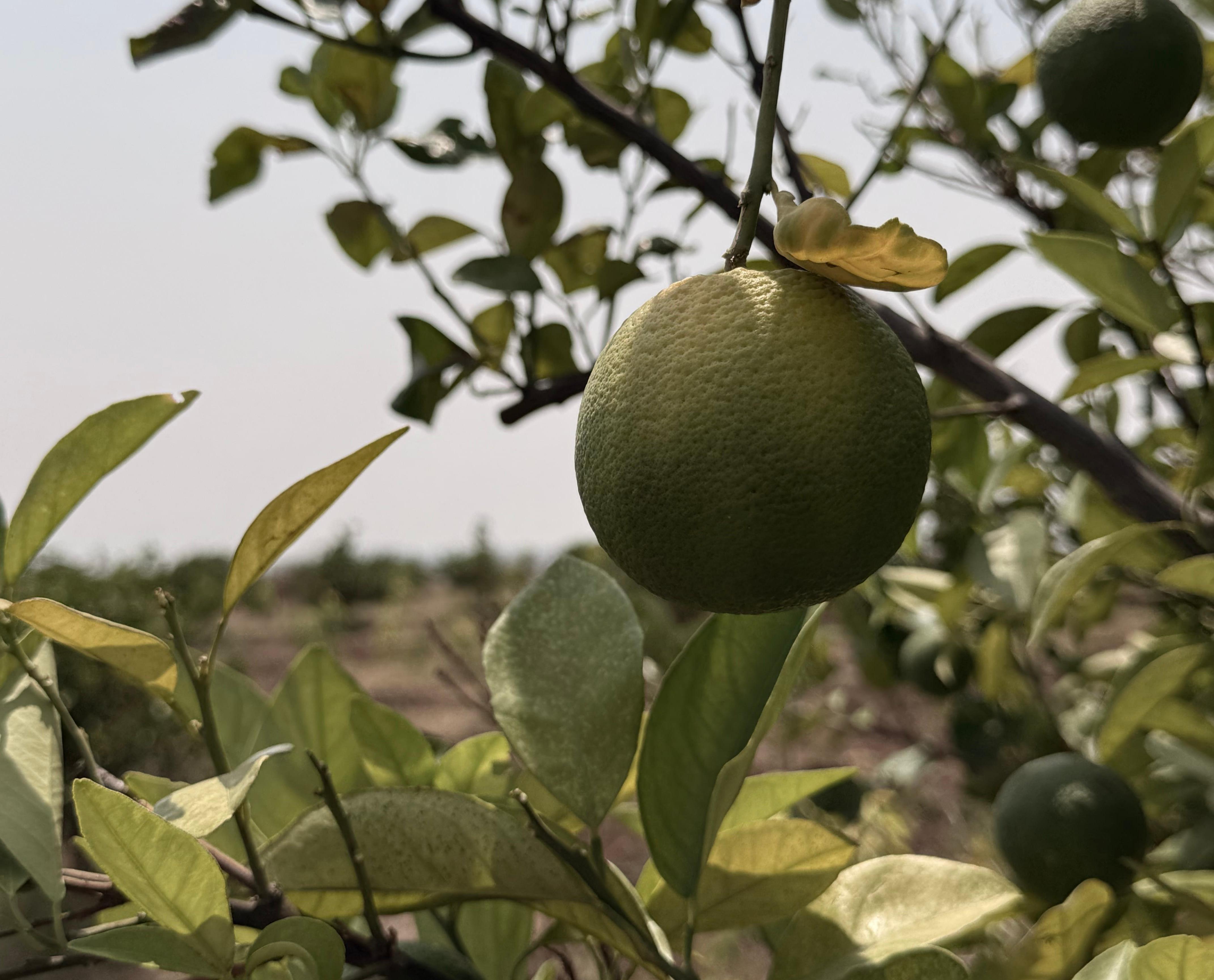 Nature’s ultimate vitamin boost Sweetlime